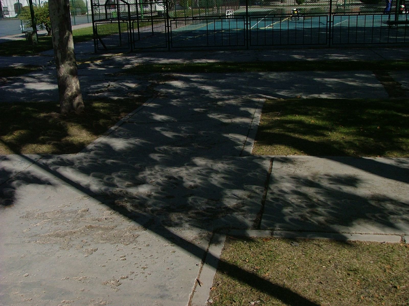 eclipse entre la sombra de un árbol