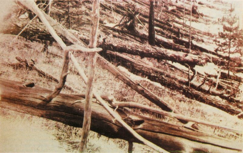 Árboles derribados por la explosión de Tunguska
