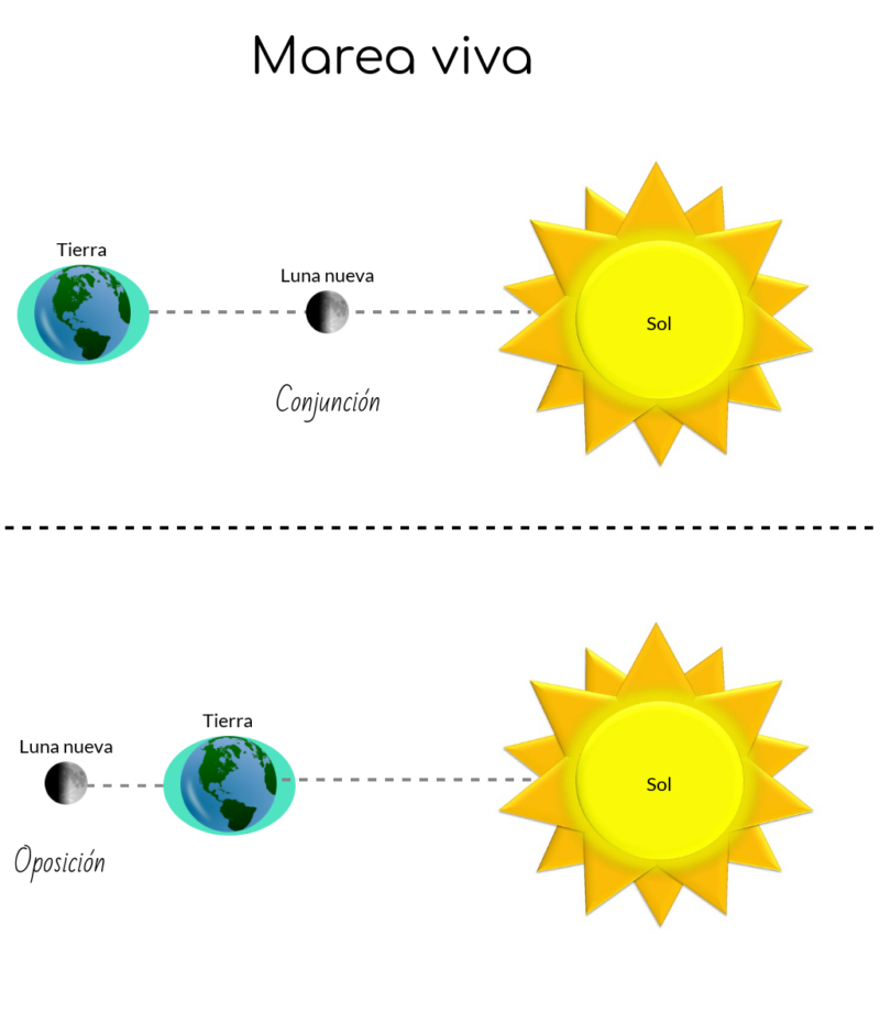 Posición de la Tierra, Luna y Sol en la marea viva